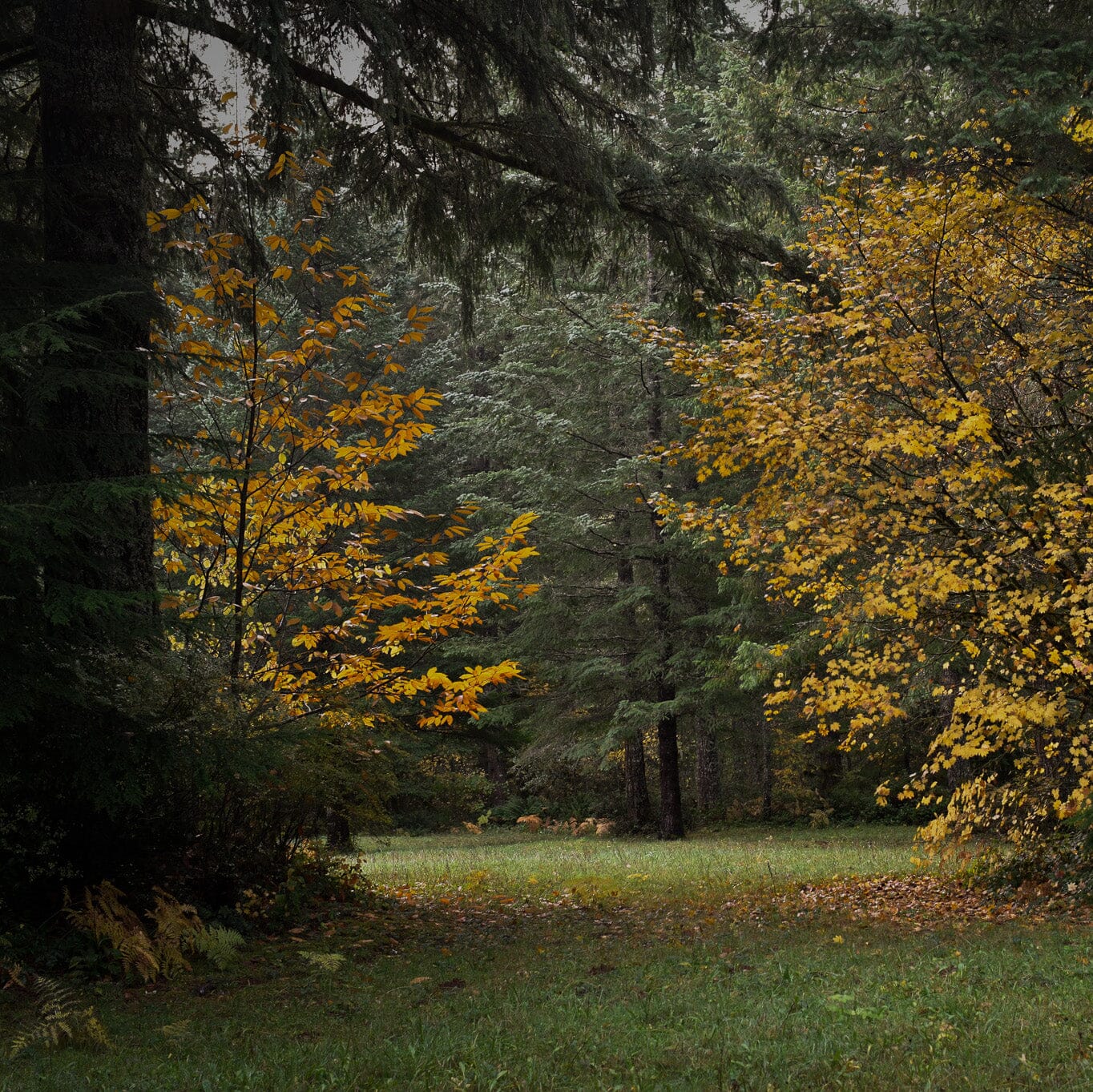 November Rain – Little Truths Studio