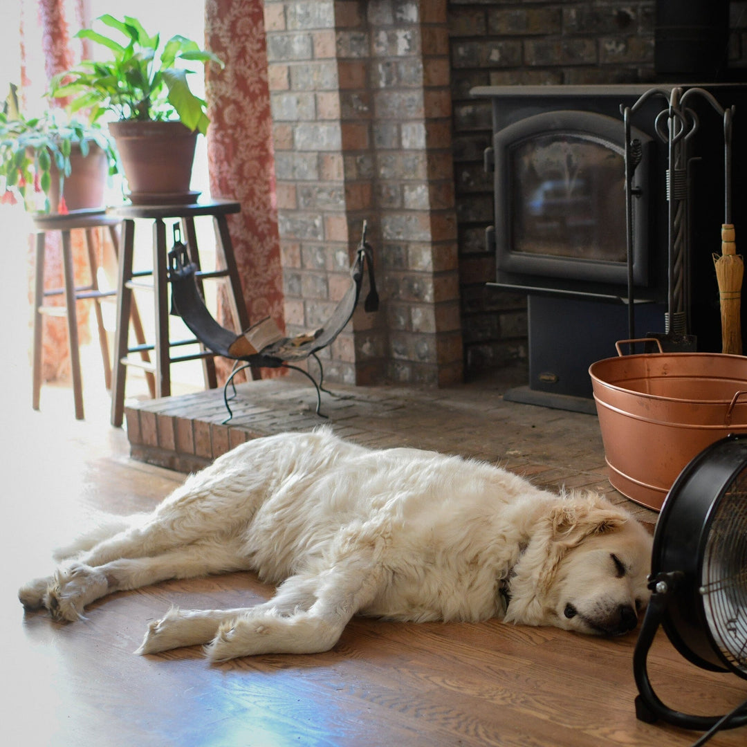 Dog Days Of Summer