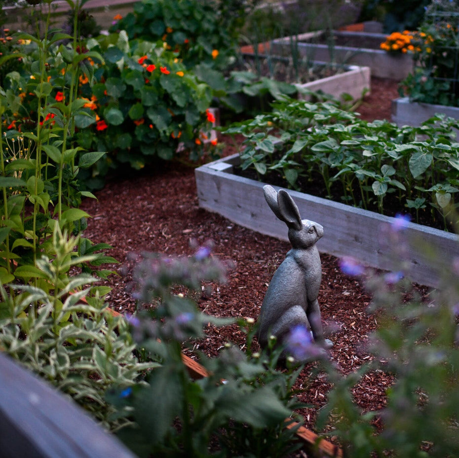 Our Garden Transformation: Before & After Photos