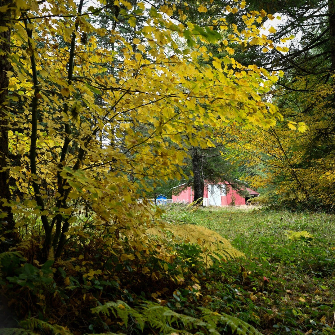 Tending the Small Fires: Lessons in Light from a Darkening Season